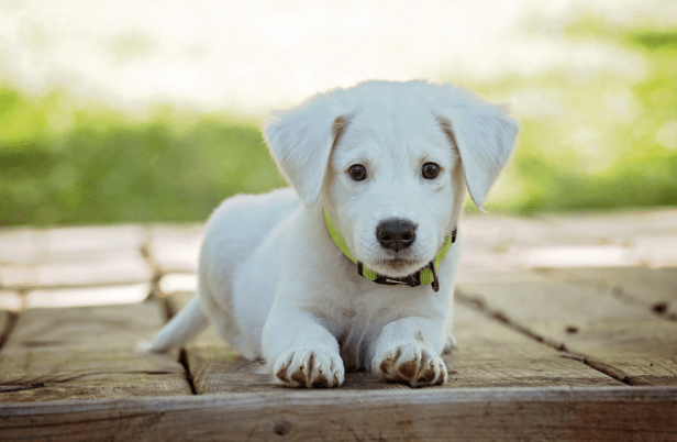 بهترین چمن مصنوعی برای حیوانات خانگی