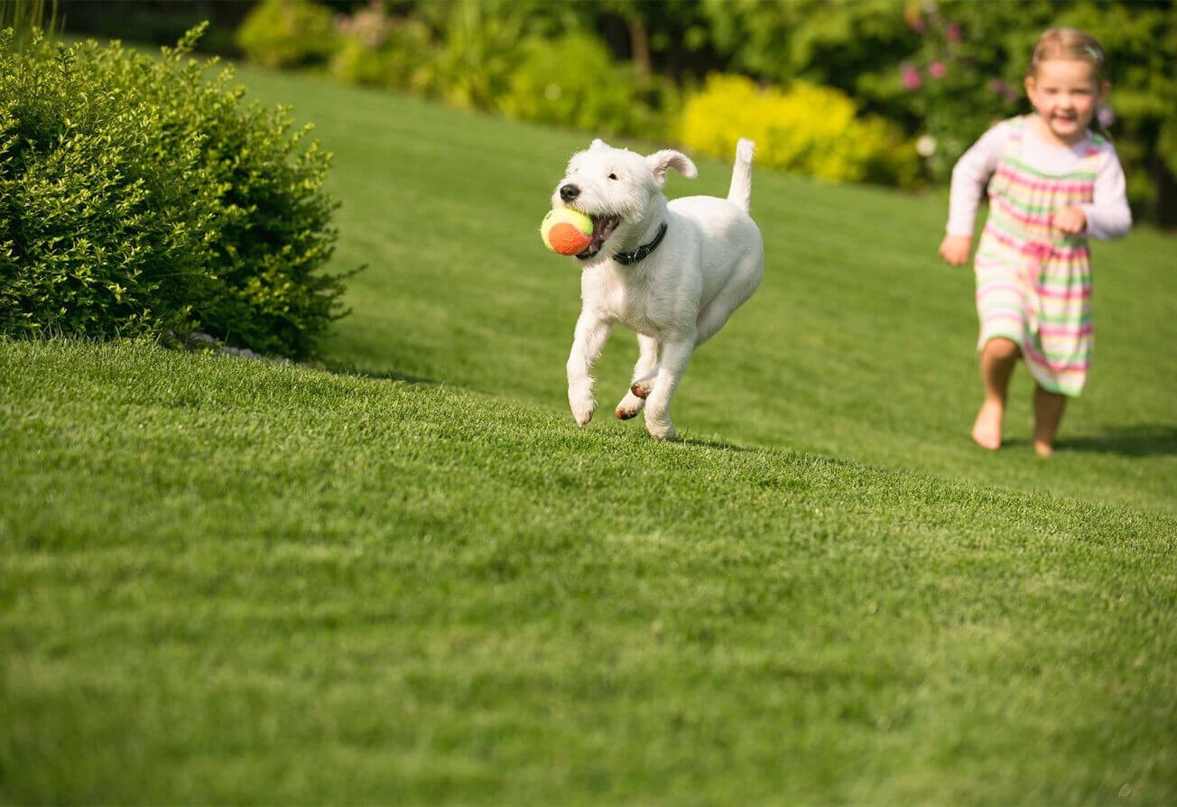 چمن مصنوعی رستوران ها
