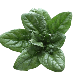 ریزسبزی ها 1