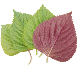 ریزسبزی ها 5