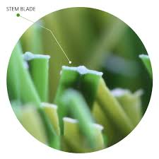 سطع مقطع Stem