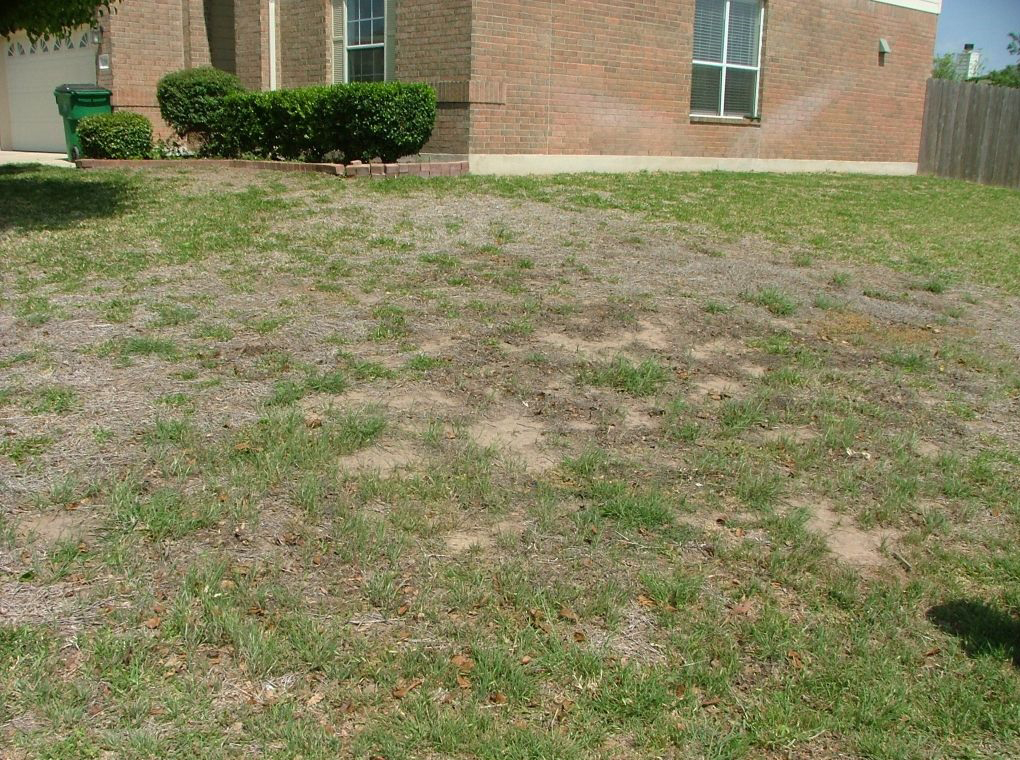 چمن مصنوعی باغچه