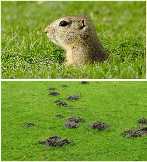 تخریب موش در چمن طبیعی