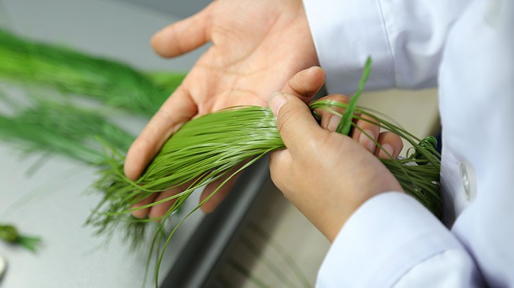 ارزیابی کیفیت تولید الیاف چمن مصنوعی