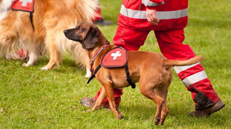 چمن مصنوعی سگ و گربه