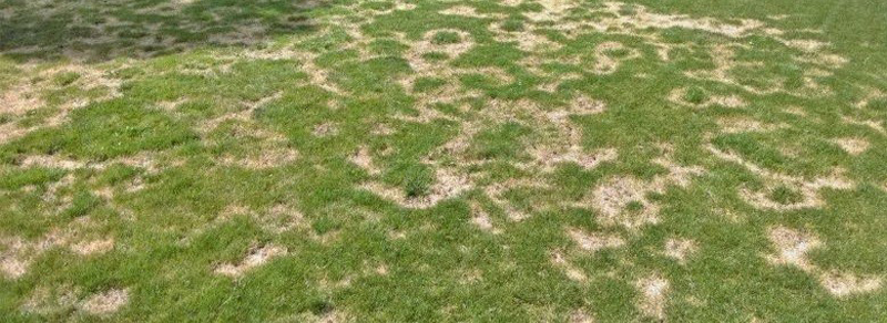 سرگرمی های خانگی با چمن مصنوعی