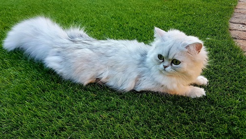 چمن مصنوعی سگ و گربه