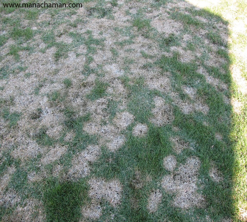 آثار یخ زدگی و بیماری قارچی بر اثر ماندن برف بر روی چمن طبیعی