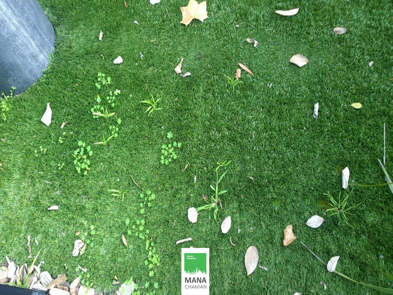 رشد گیاهان خودرو در چمن مصنوعی