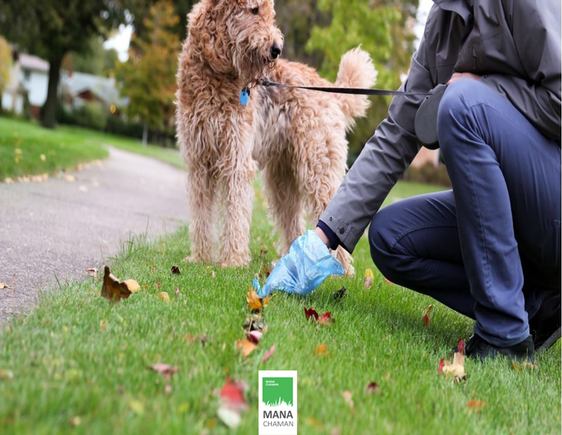 برداشتن فضولات، نخستین مرحله نظافت چمن مصنوعی
