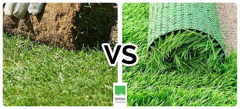 رول چمن مصنوعی در کنار چمن طبیعی رولی