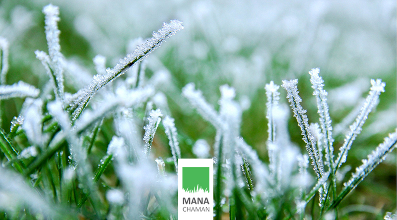 رطوبت هوای زمستانی پس از برخورد با الیاف چمن مصنوعی، باعث تشکیل یخ می شود