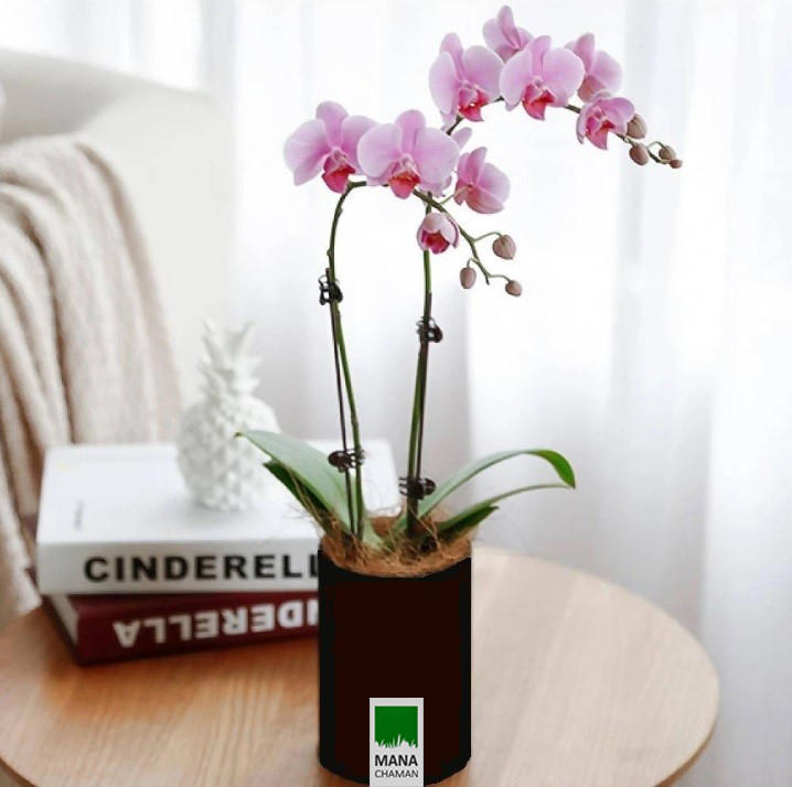 گل ارکیده مصنوعی، زینت بخش فضای خانه