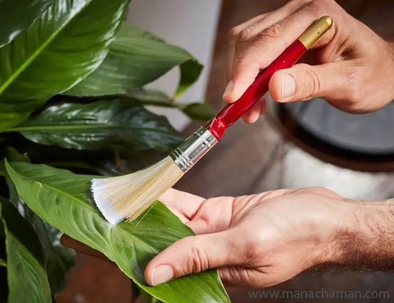 گردگیری گیاه مصنوعی با قلم موی نقاشی