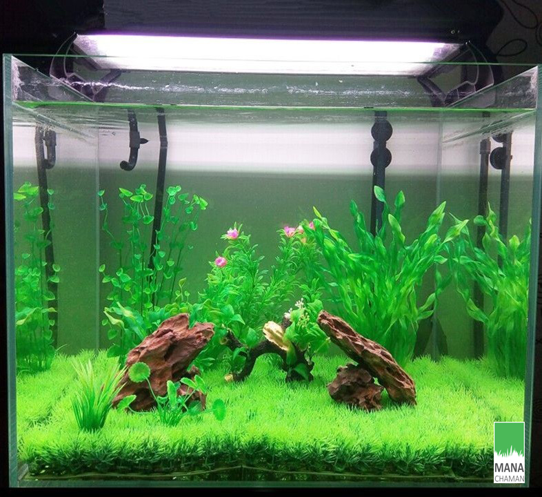 چمن مصنوعی آکواریوم 1