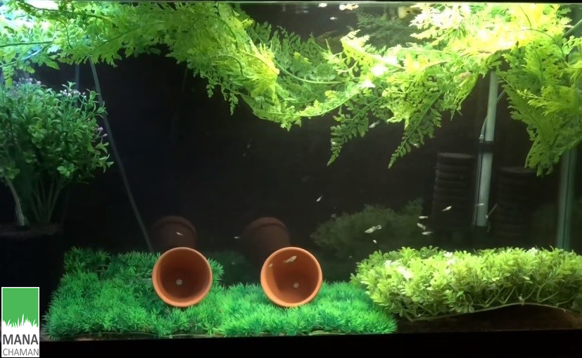چمن مصنوعی آکواریوم 2