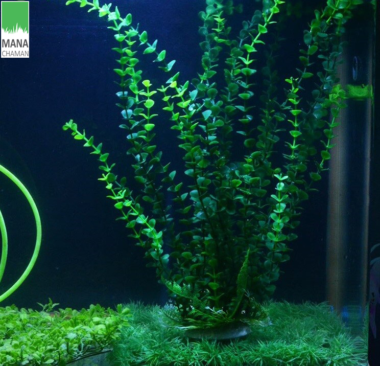 چمن مصنوعی آکواریوم 4