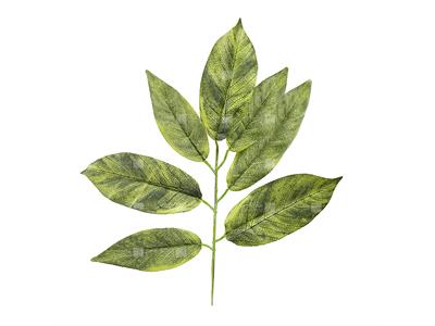 گیاه مصنوعی مدل برگ گردو