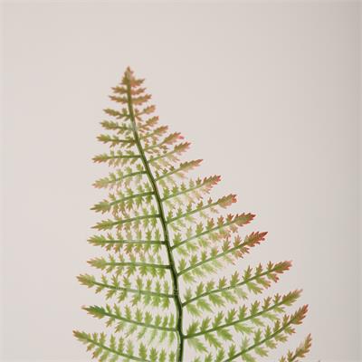 گیاه مصنوعی مدل سرخس سایز بزرگ دو رنگ