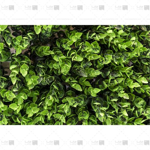 دیوار سبز پونه