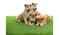 چمن مصنوعی سگ و گربه