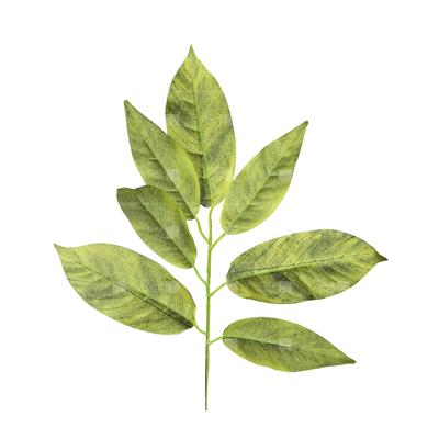 گیاه مصنوعی مدل برگ گردو