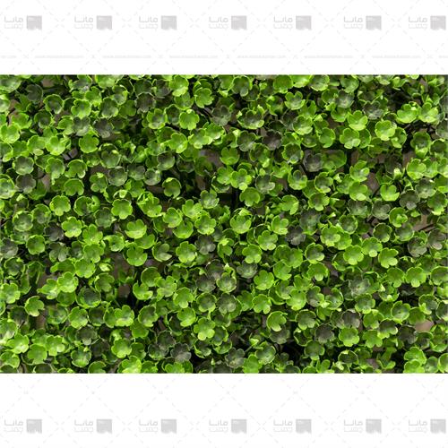 دیوار سبز شکوفه 100 برگ ابعاد 25*25