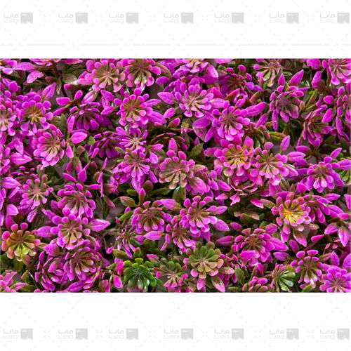 دیوار سبز خورشیدی رنگ بنفش 3