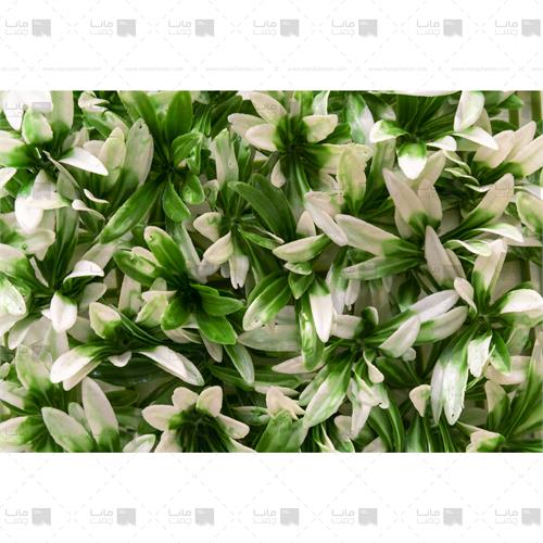 دیوار سبز آناناسی 100 برگ رنگ سبز و سفید ابعاد 30*40