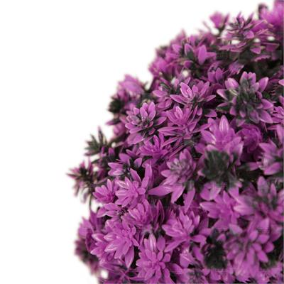 گل مصنوعی توپی مدل داوودی بنفش سایز کوچک