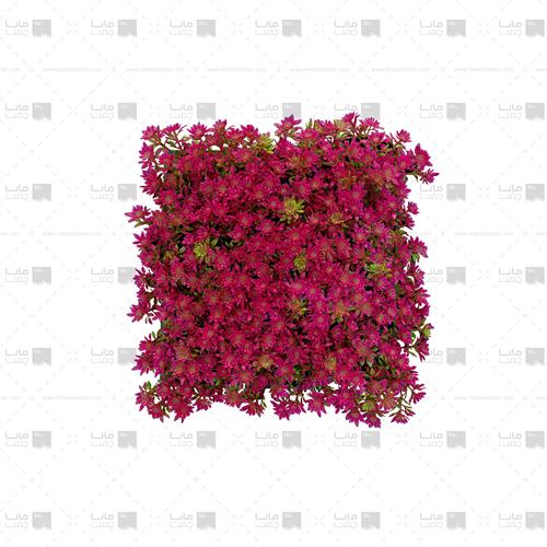 رسانهدیوار سبز مصنوعی مدل خورشیدی رنگ سرخابی و سبز جدید