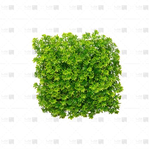 دیوار سبز خورشیدی رنگ سبز