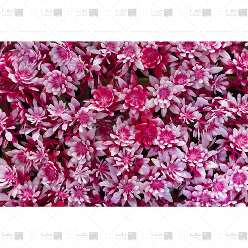 دیوار سبز مصنوعی مدل خورشیدی رنگ سرخابی و سفید 2