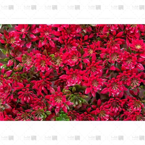 دیوار سبز خورشیدی رنگ قرمز 3