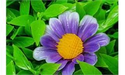 مصارف مختلف گیاه مصنوعی