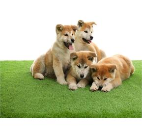 چمن مصنوعی سگ و گربه