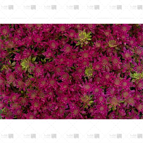 دیوار سبز مصنوعی مدل خورشیدی رنگ سرخابی و سبز