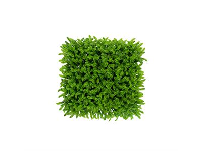 دیوار سبز مصنوعی مدل آناناسی