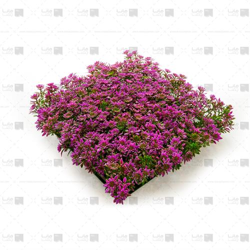 دیوار سبز خورشیدی رنگ بنفش 4