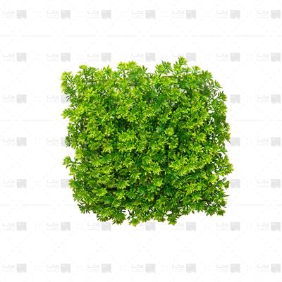 دیوار سبز خورشیدی رنگ سبز ابعاد 25*25