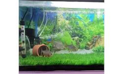 چمن مصنوعی آکواریوم