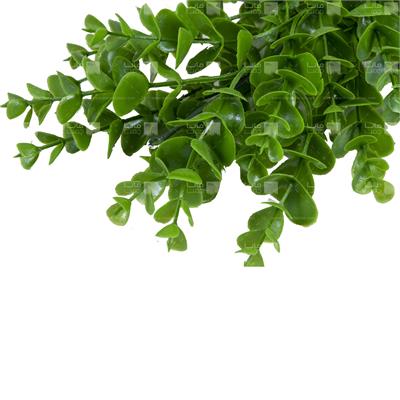 ریسه گیاه مصنوعی مدل شمشاد